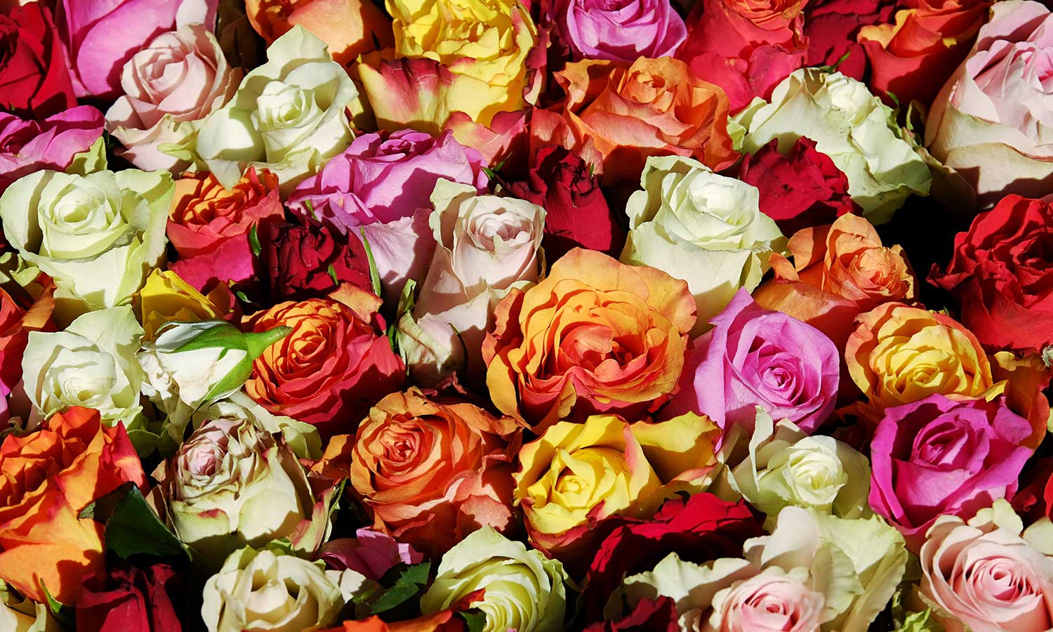 Rosen kaufen: Blütenmeer aus verschiedenen Rosenblüten