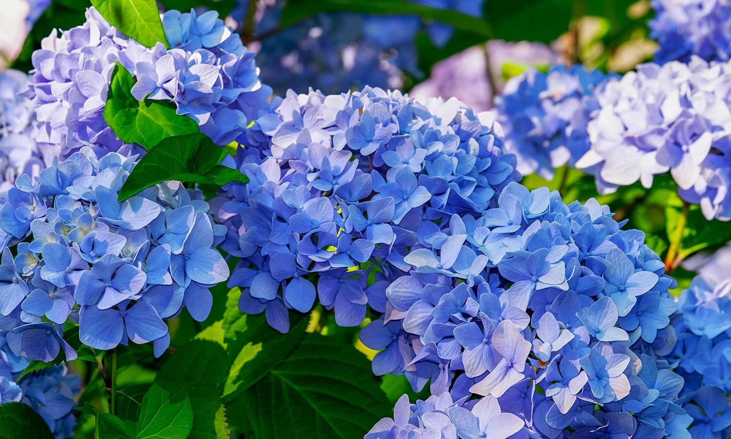 Bauernhortensien mit blauen Blüten 