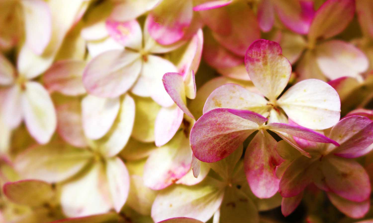 Hortensie kaufen: Blütenblätter einer Rispenhortensie