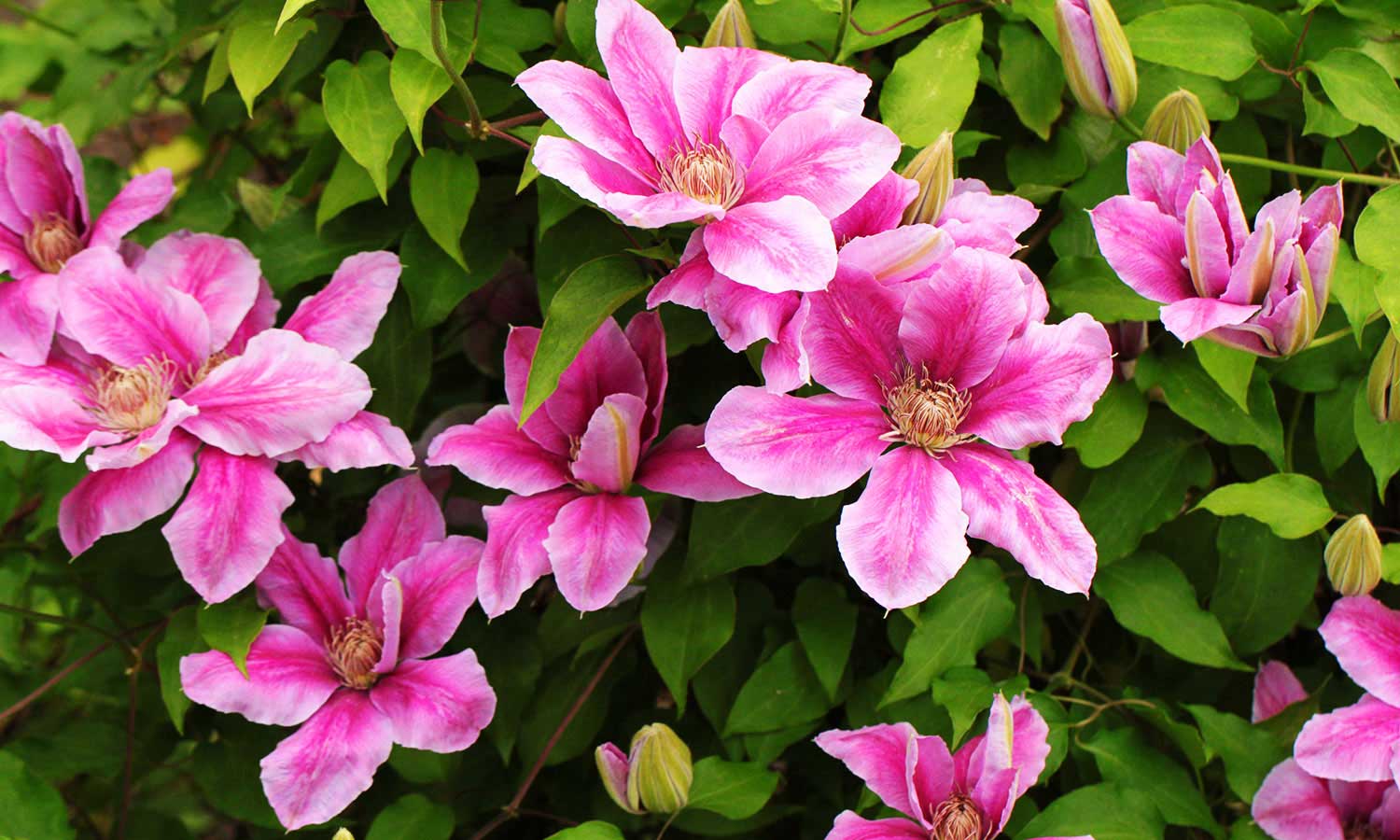 Kletterpflanzen Clematis mit rosa Blüten