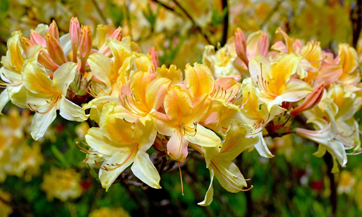 Geöffnete, gelbe Rhododendron Blüten 