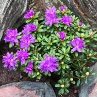 Zwerg-Rhododendron Purple Pillow