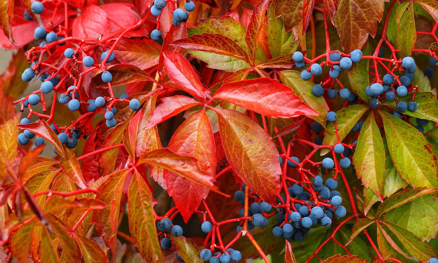 Wilder Wein mit bunten Blättern und blauen Beeren