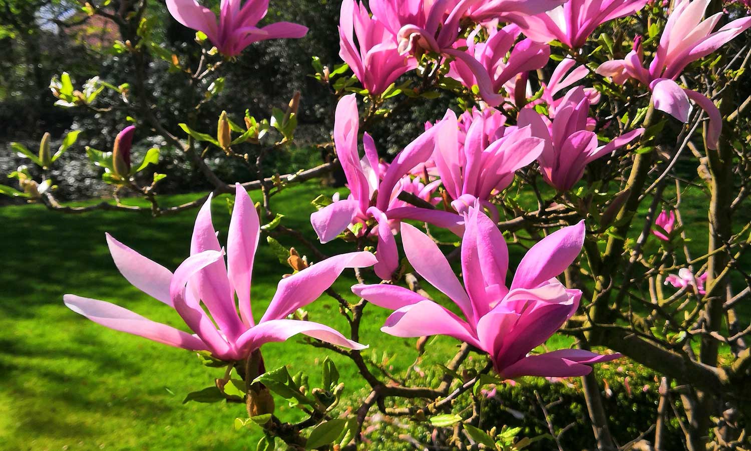 Pink blühende Magnolie: Online bestellen bei Annas Garten