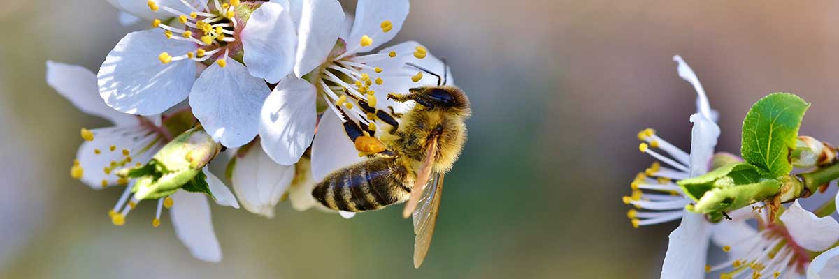 Biene bestäubt eine bienenfreundliche Pflanzen