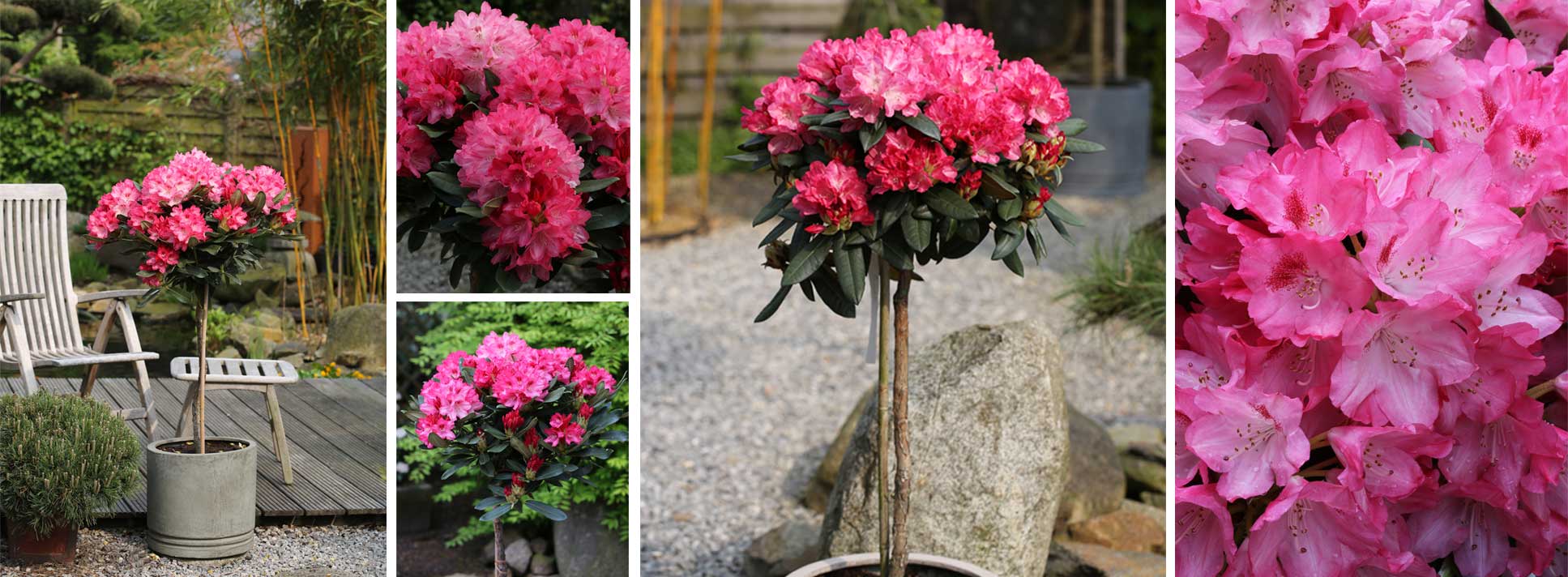 Rhododendron Sneezy