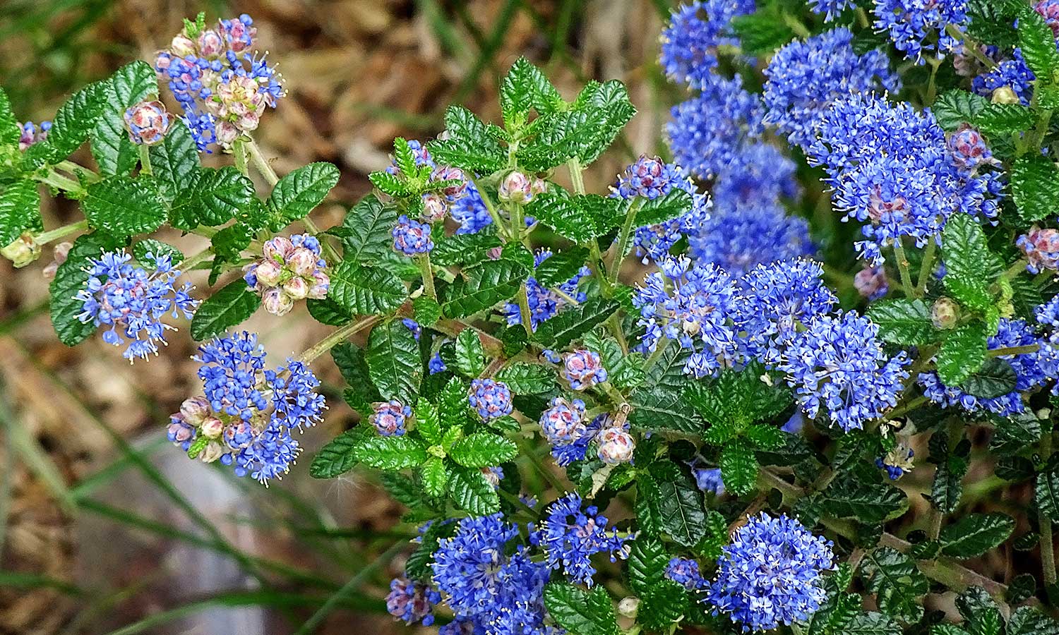 Säckelblumen mit blauen Blüten