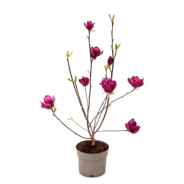Tulpen-Magnolie Genie C5