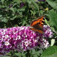 Sommerflieder 'Berries & Cream' Blüte mit Schmetterling