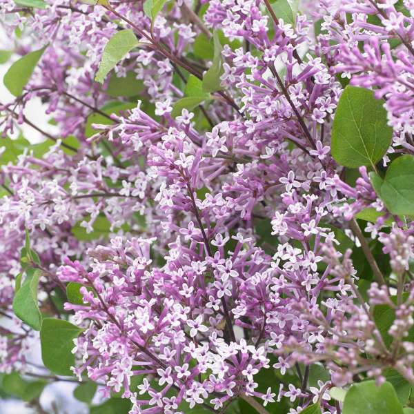 Zwerg-Duftflieder Flowerfesta Purple