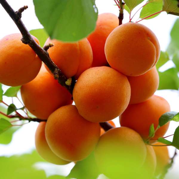 Zwergaprikose Orange Beauty