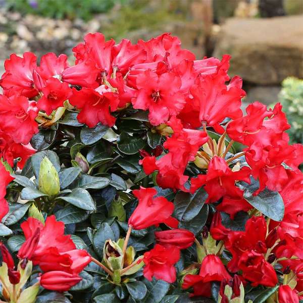 Zwerg-Rhododendron Bengal