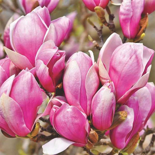 Tulpen-Magnolie Heaven Scent