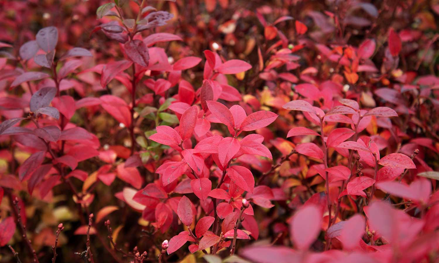 Heidelbeerstrauch mit roter Herbstfaerbung