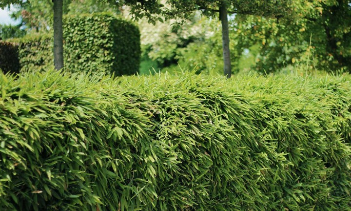 Bambus-Hecke-pflanzen