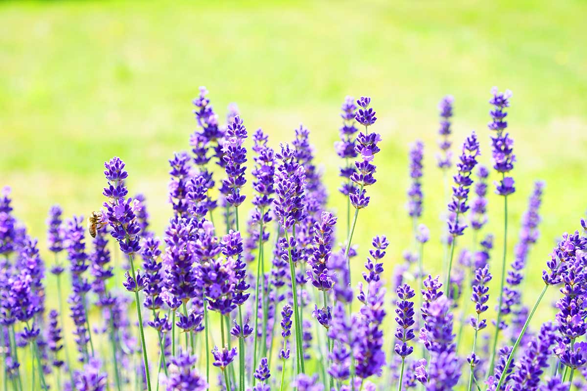 Lavendel Pflanzen