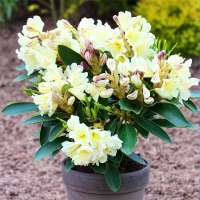 Rhododendron INKARHO® Gelbe Dufthecke