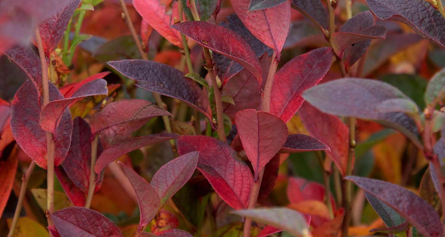 Blätter der Heidelbeere Putte mit Herbstfärbung