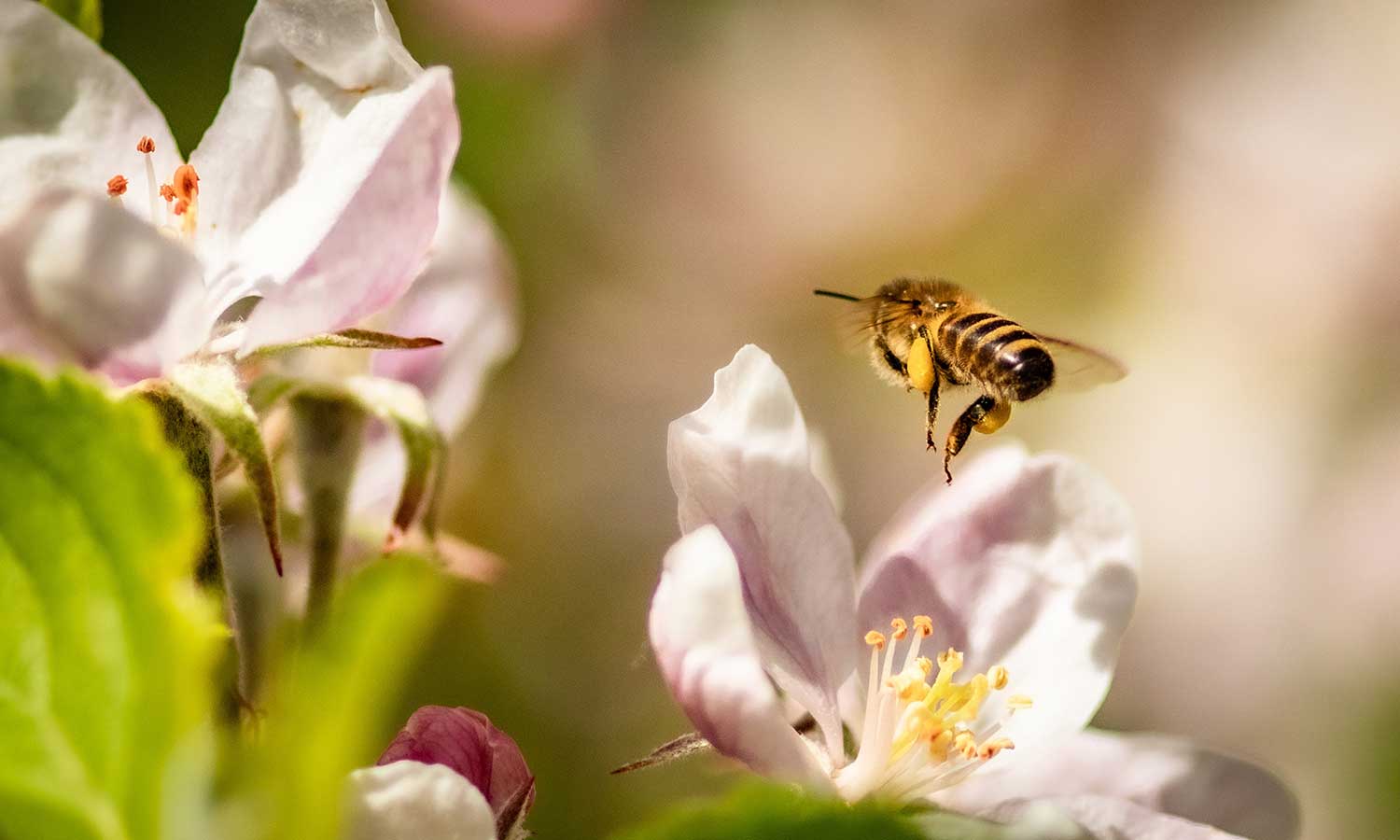 Bienenfreundliche Balkonpflanzen mit Biene