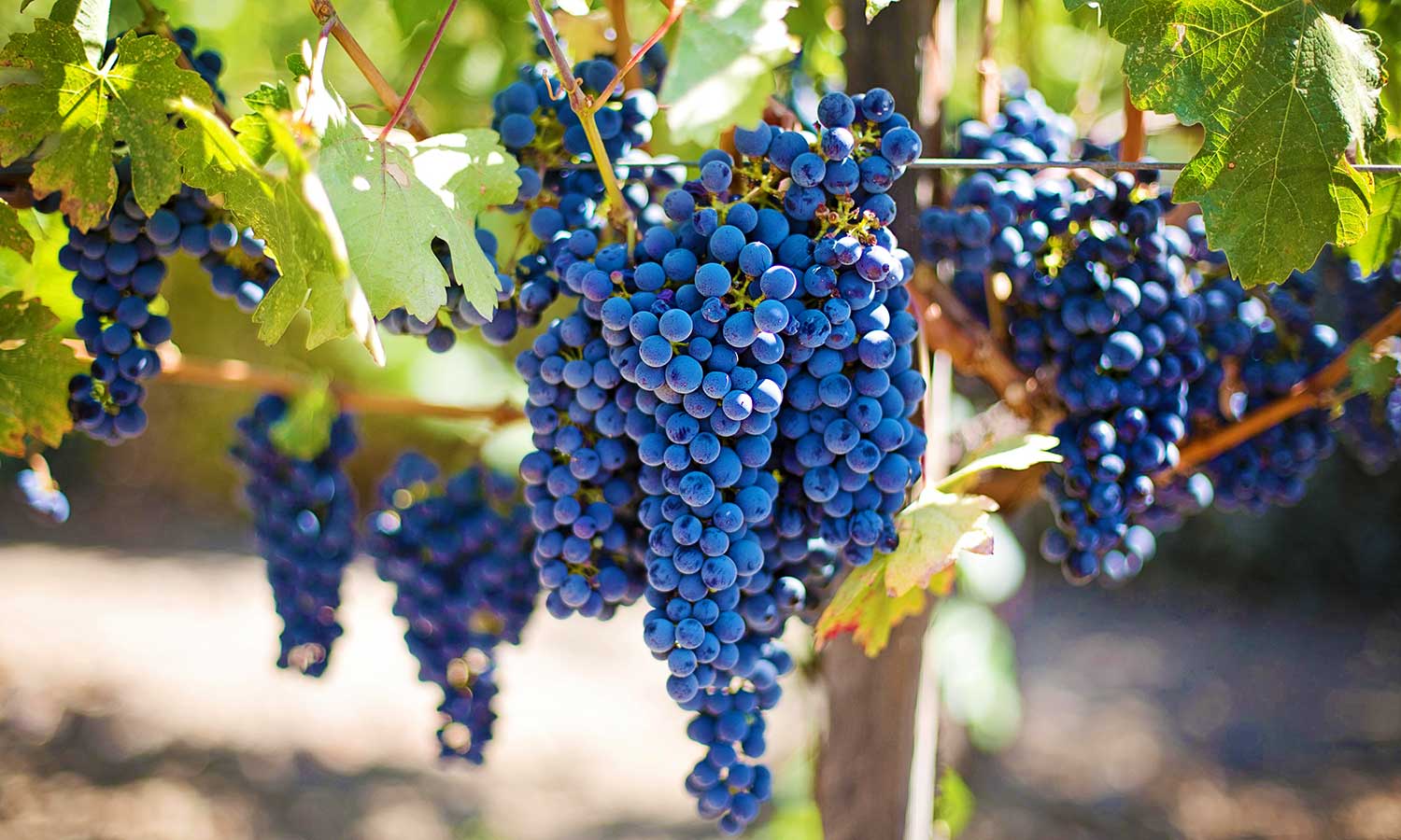 Üppig mit Weintrauben besetzte Weinrebe