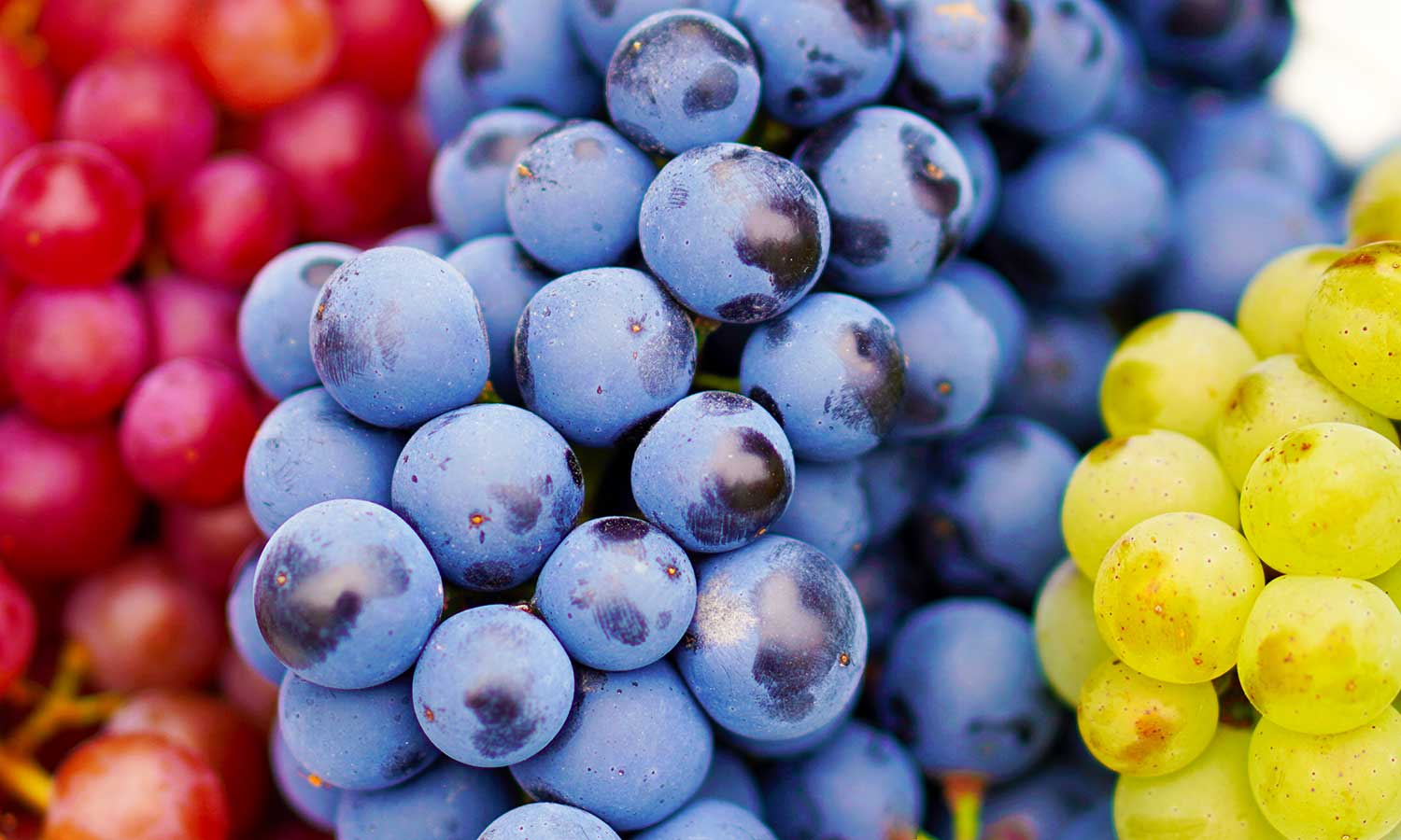 Rote, blaue und gelbe Weintrauben