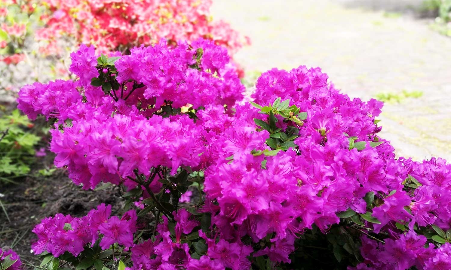 Azalee kaufen: Pflanze mit lila Blüten