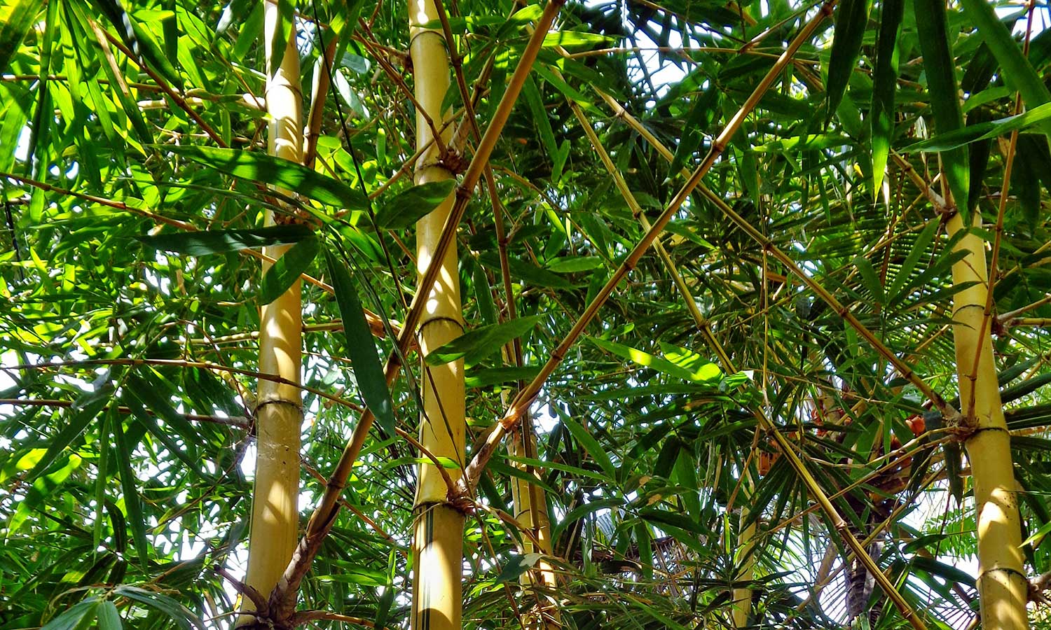Bambuspflanzen an ihrem Naturstandort
