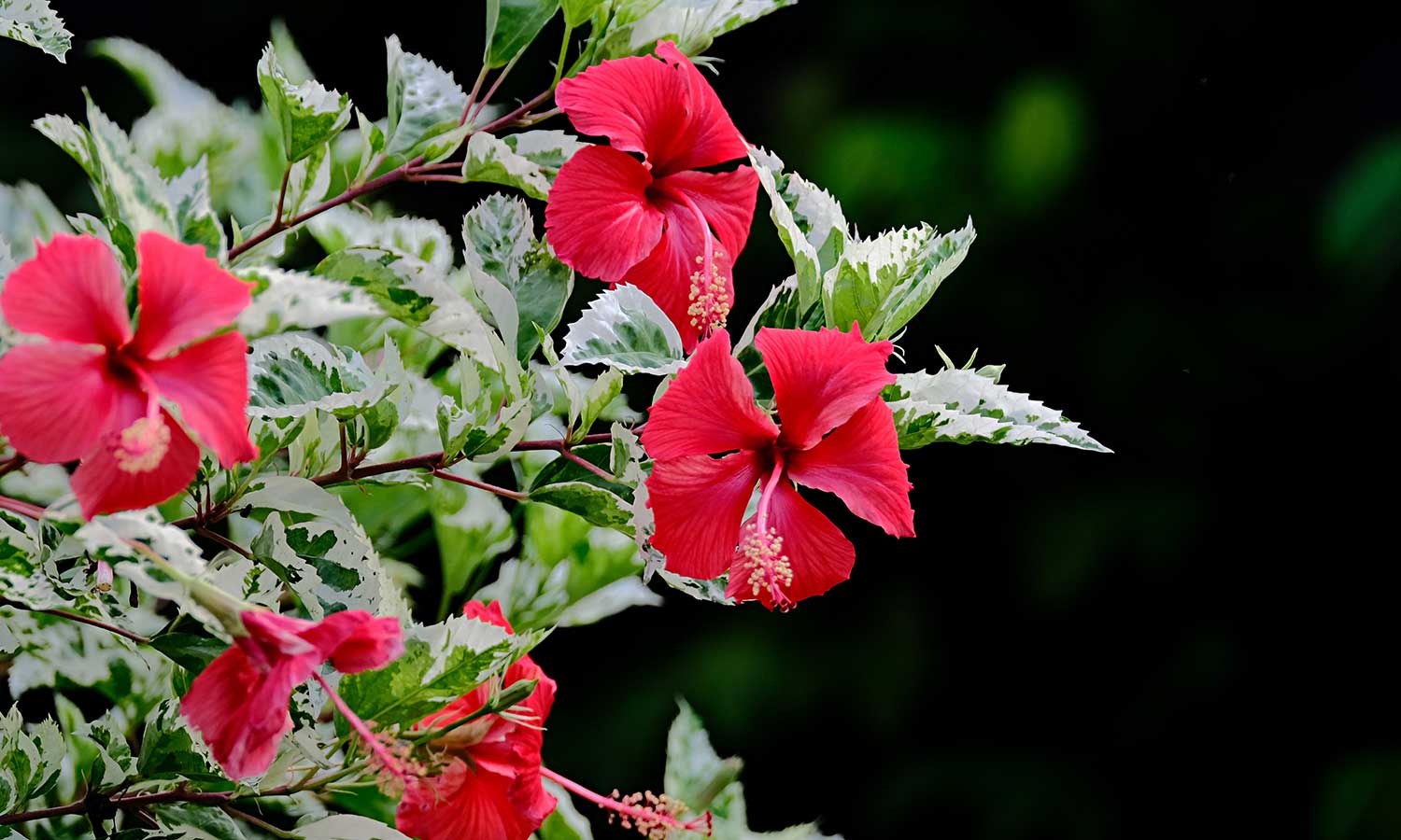 Rote Hibiskus-Blüten