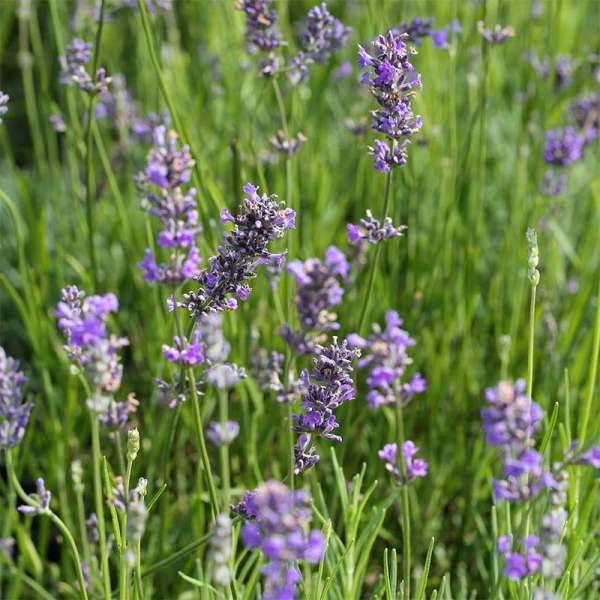 Garten-Lavendel Munstead
