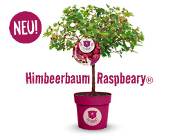 Angebot Raspbeary Himbeerbaum