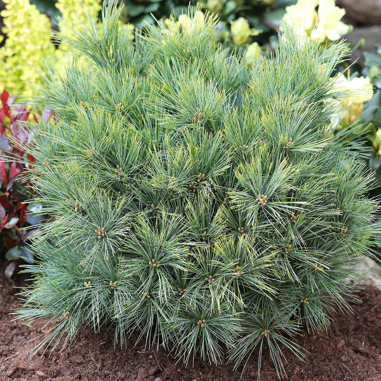max 1,50m hoch/ 2m b. Zwerg-Streichelkiefer Pinus strobus Nana Compacta 30-40 