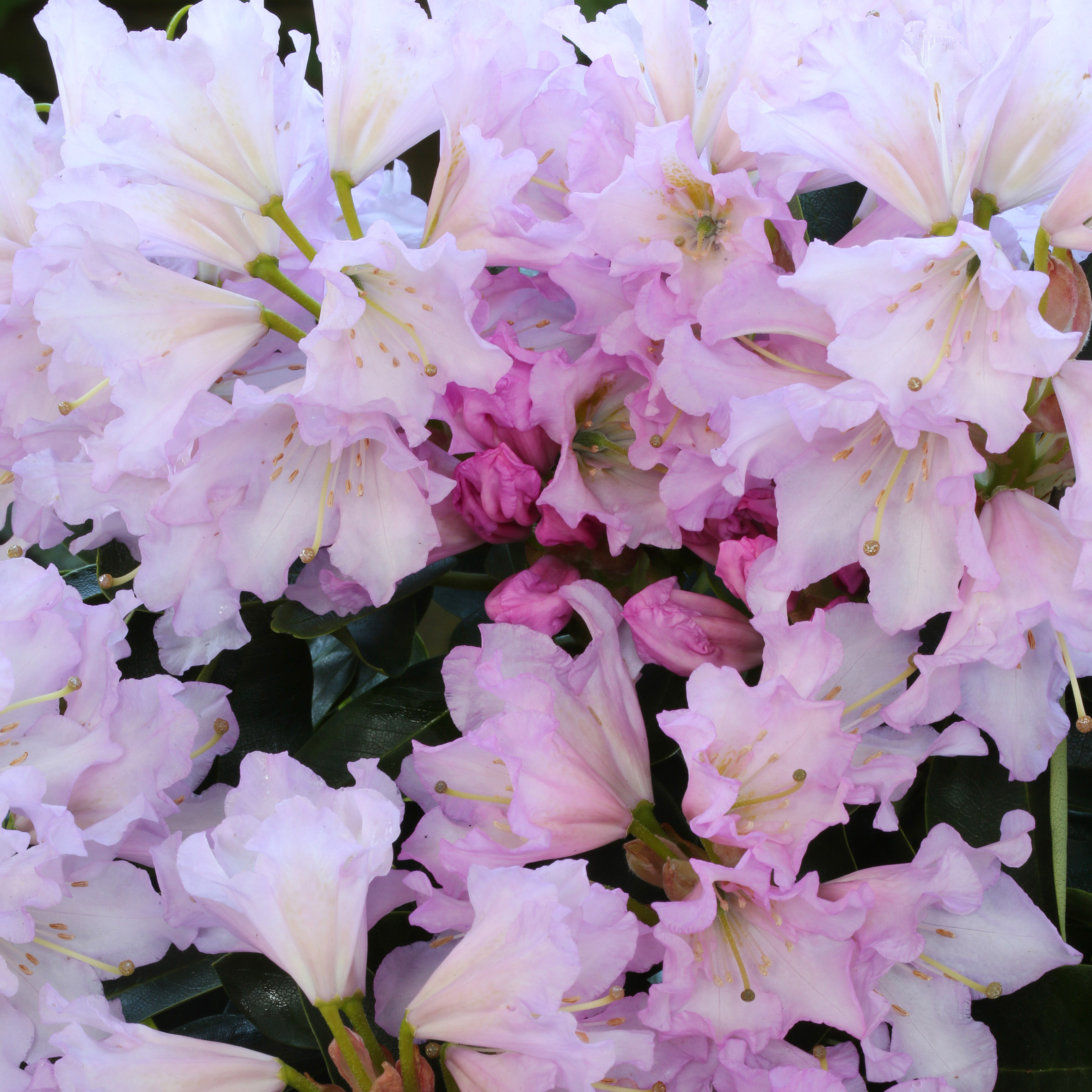 Rhododendron INKARHO® 'Lila Dufthecke' | Annas Garten