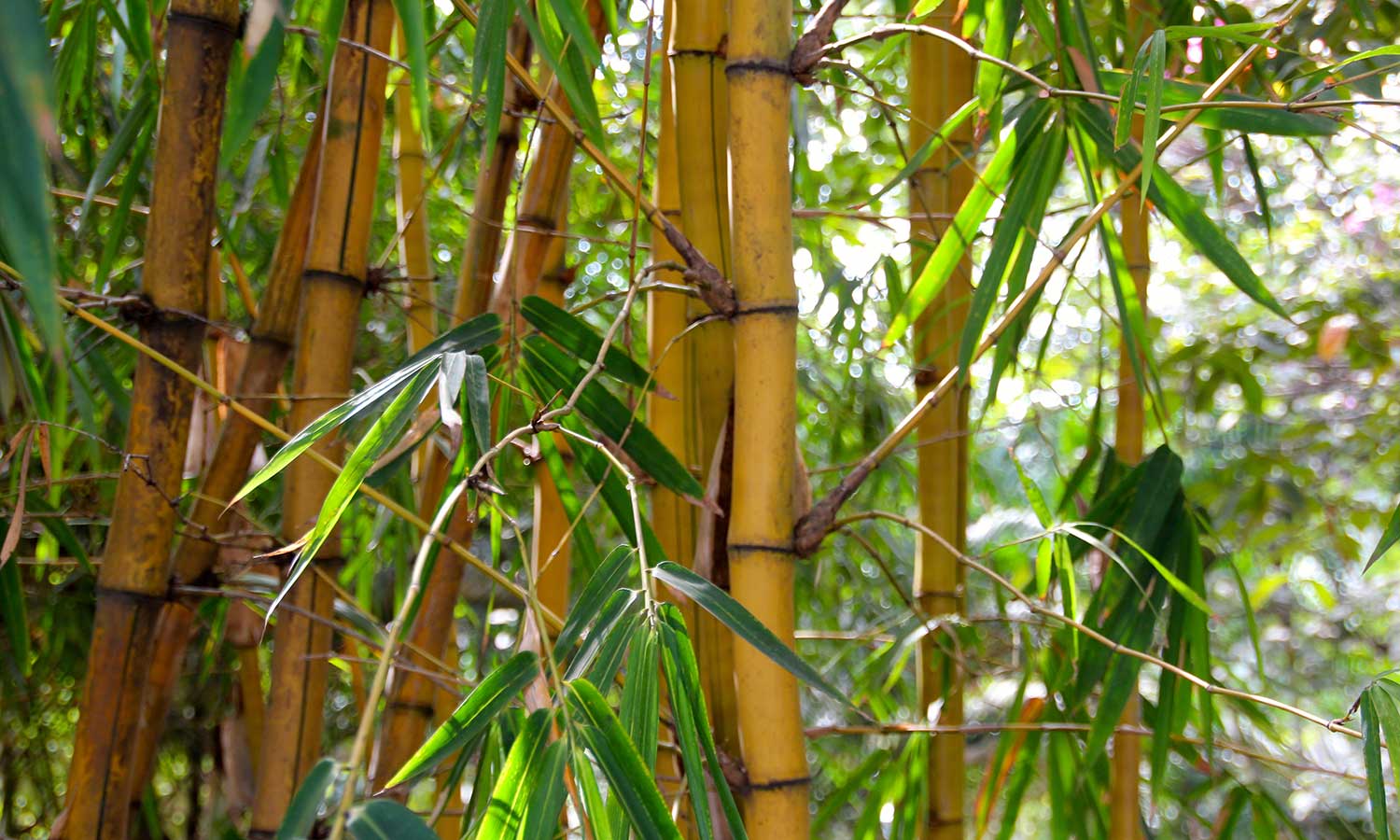 Die Halme von Bambuspflanzen im Detail