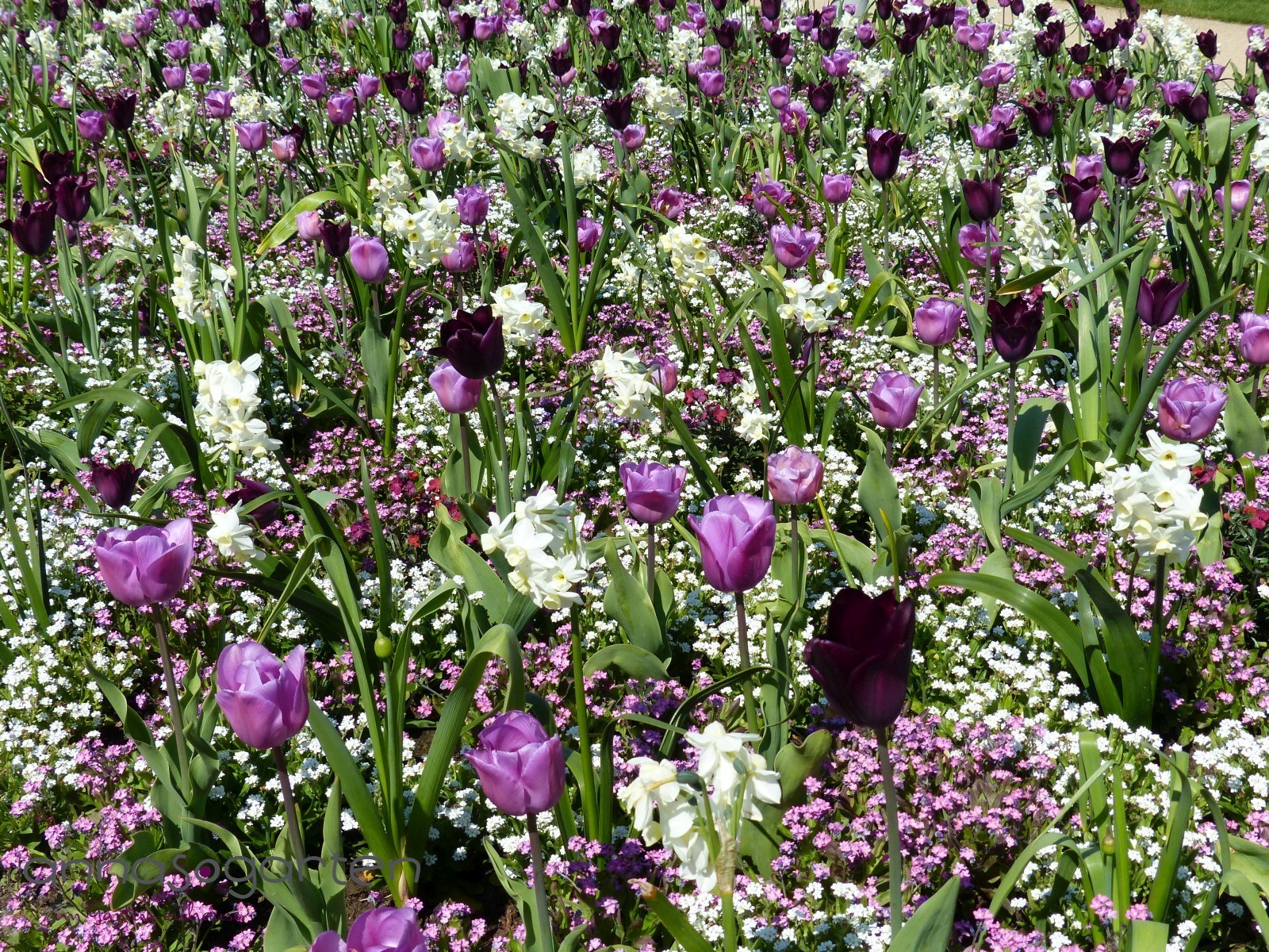 Farbkombination lila weiss