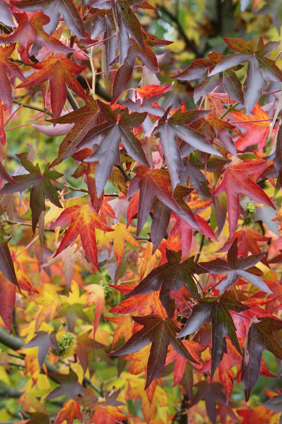 Herbstfärber Liquidambar