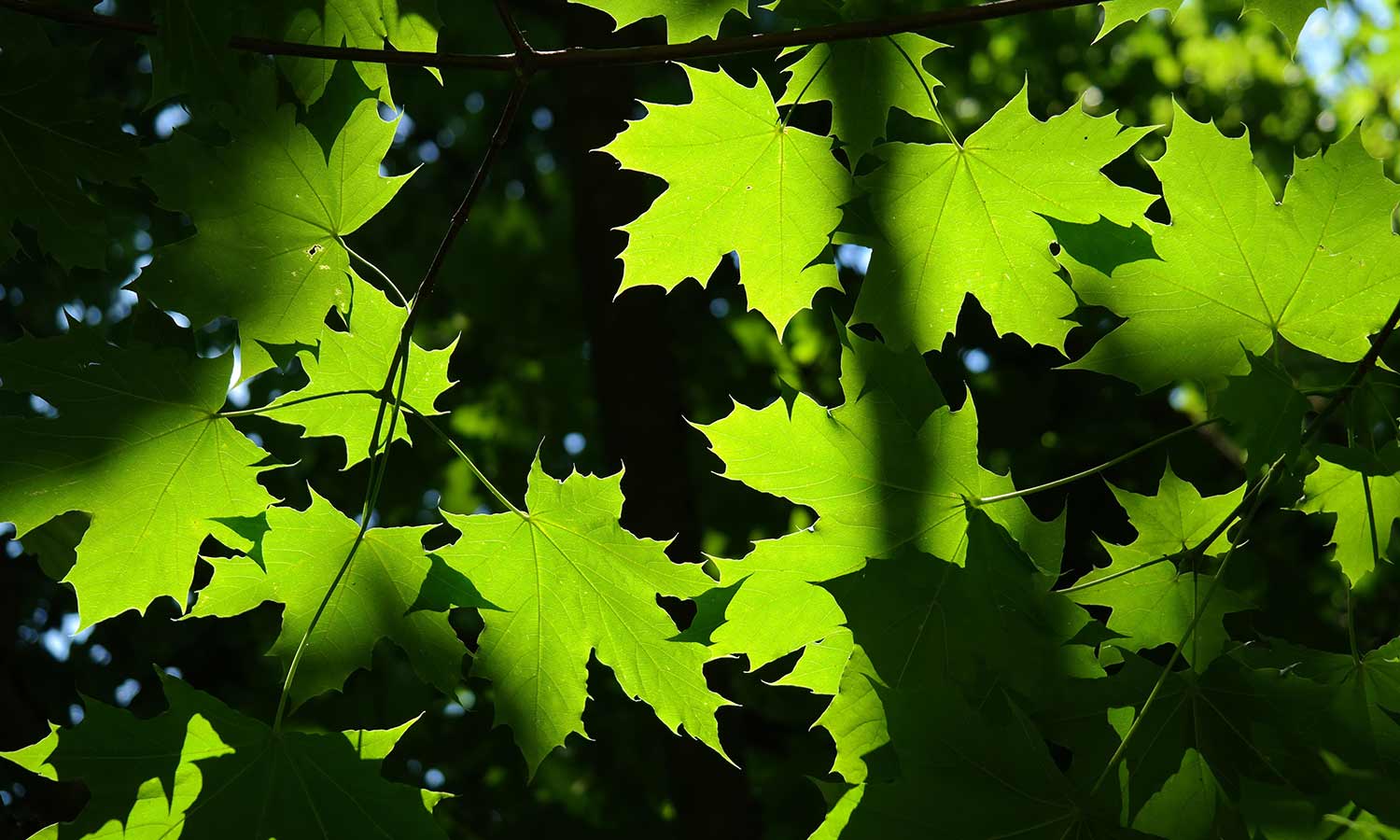 Ahornbaum mit grünen Blättern im Gegenlicht
