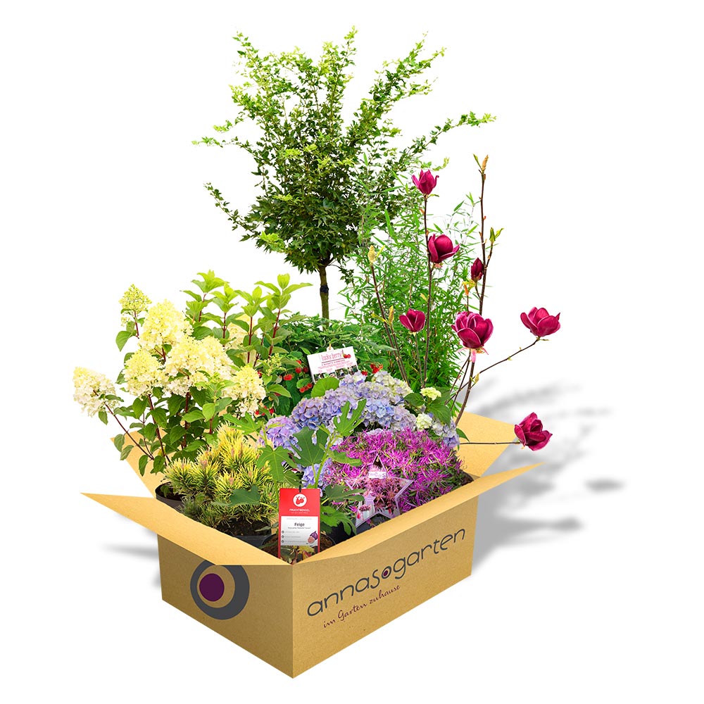 Pflanzen in einem Karton: Pflanzen online bestellen lohnt