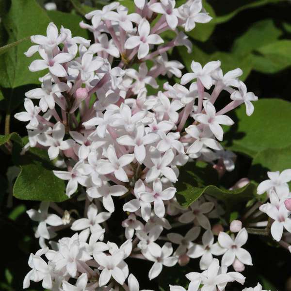 Zwerg-Duftflieder Flowerfesta White