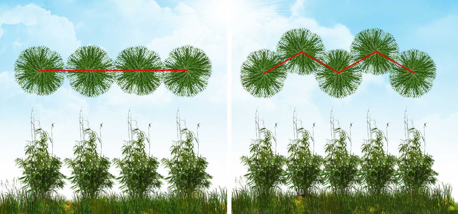 Grafik Möglichkeiten eine Bambushecke zu pflanzen