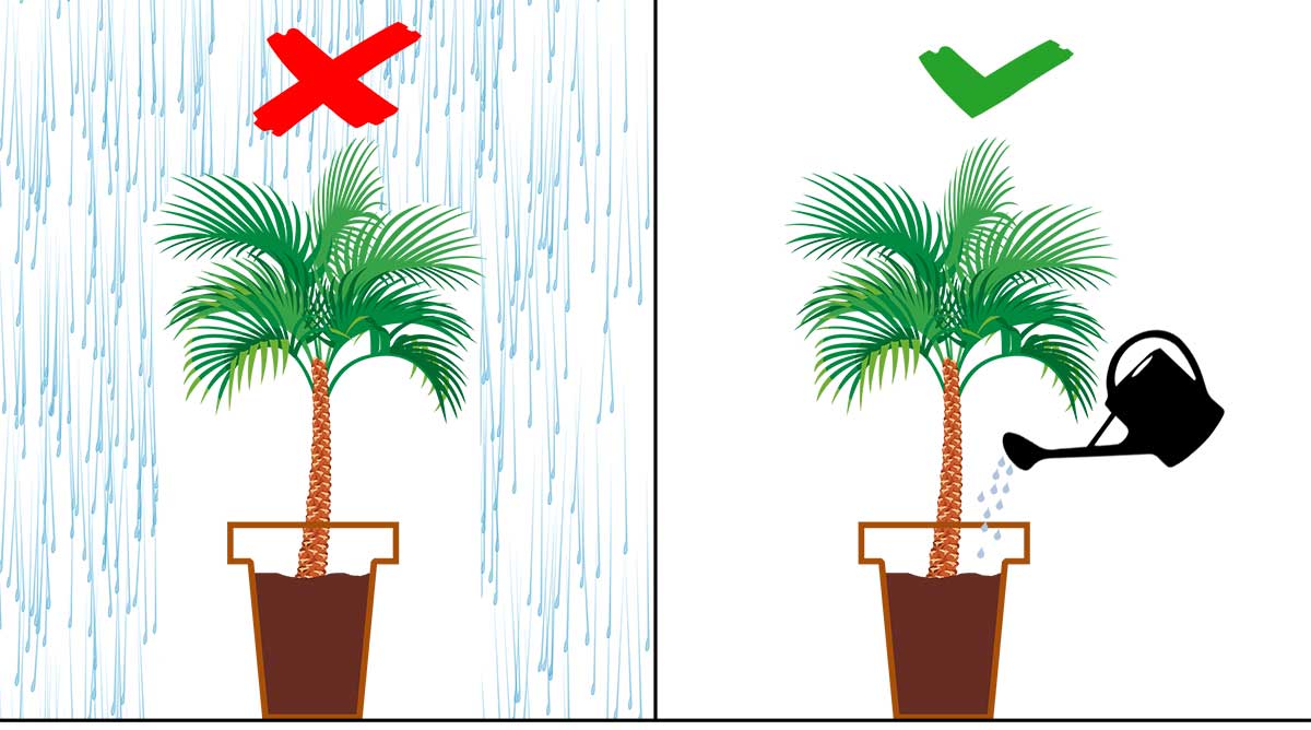 Grafik: Warum Balkonpflanzen und Kübelpflanzen gegossen werden müssen