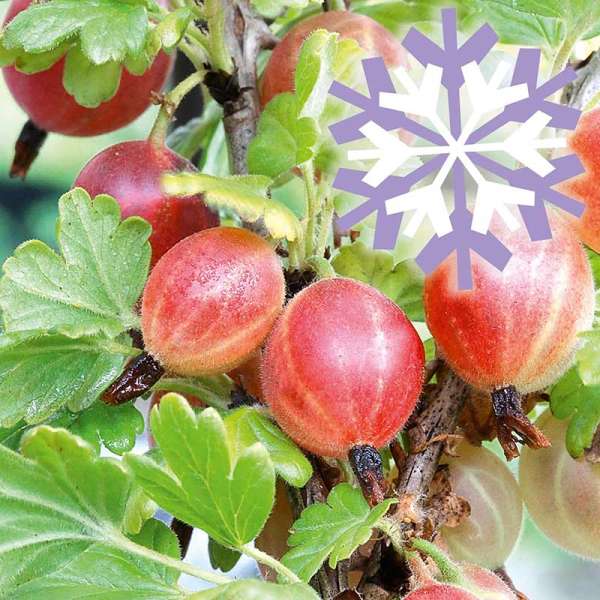 Rote Stachelbeere Polar Fruits