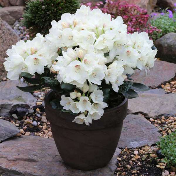 Rhododendron Flava