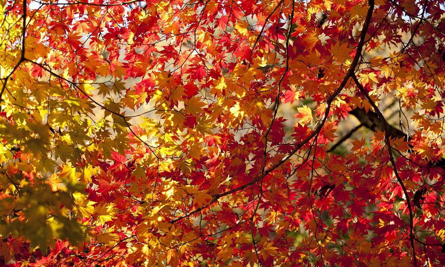 Ahornbaum mit bunter Herbstfärbung