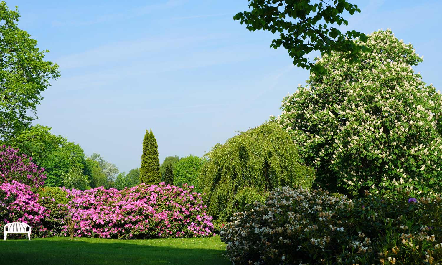 Park mit Bank und Rhododendren
