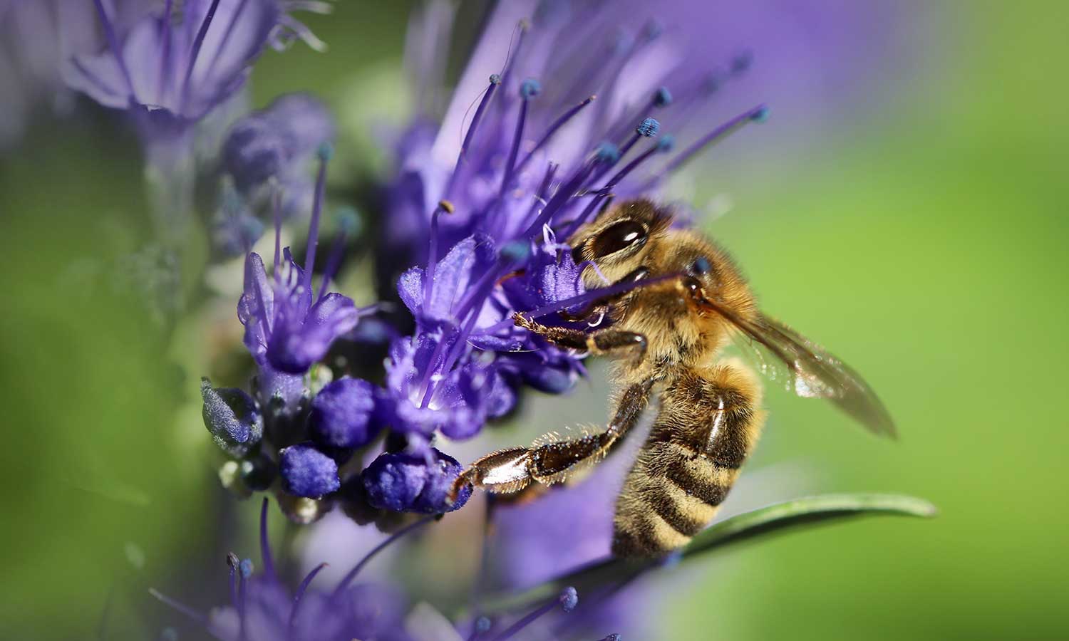 Biene in den Blüten von Bartblumen