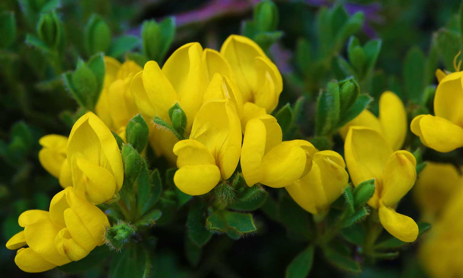 Besenginster mit gelben Blüten