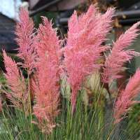 Pampasgras Pink Feather