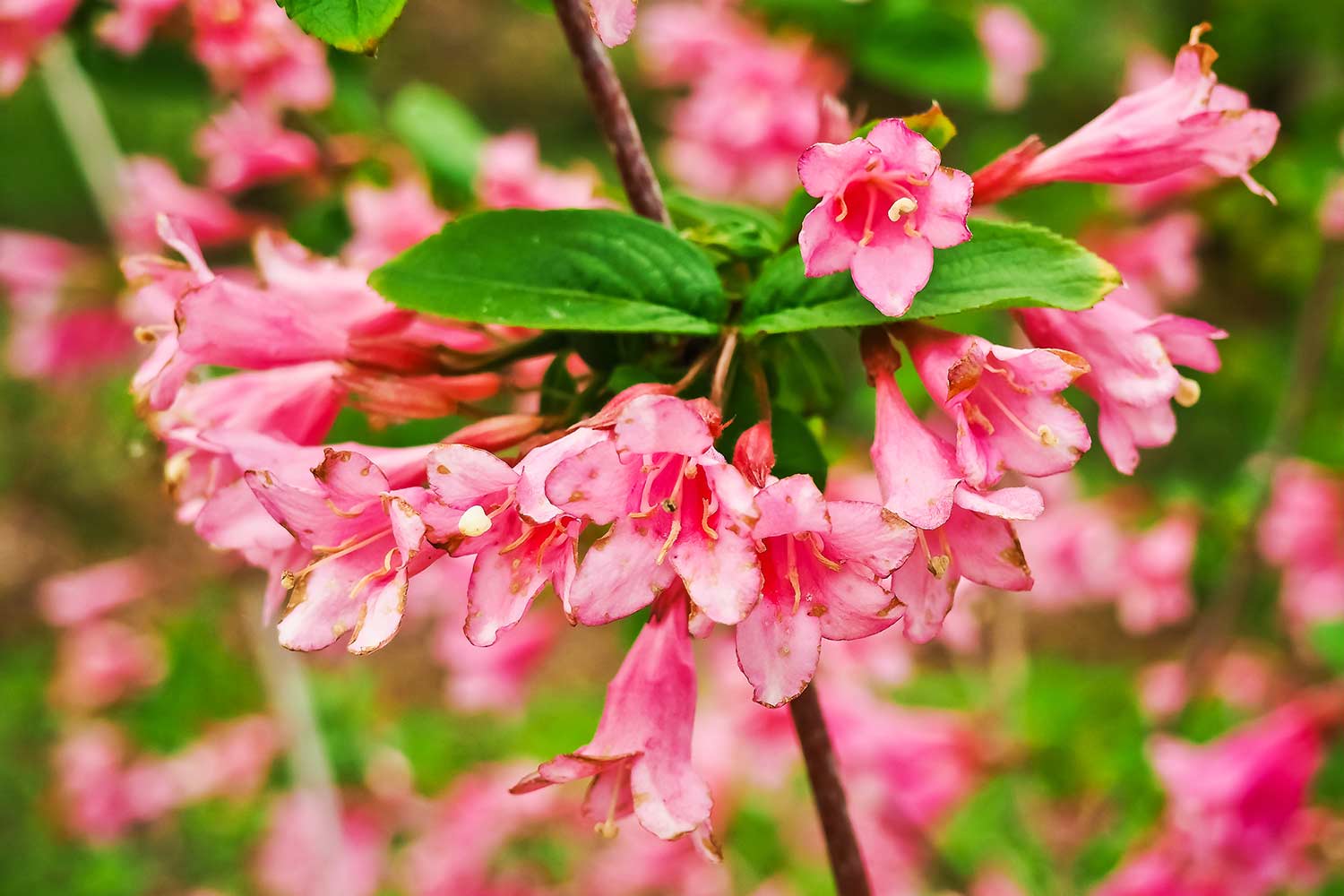 Цветет ранней весной розовыми цветами