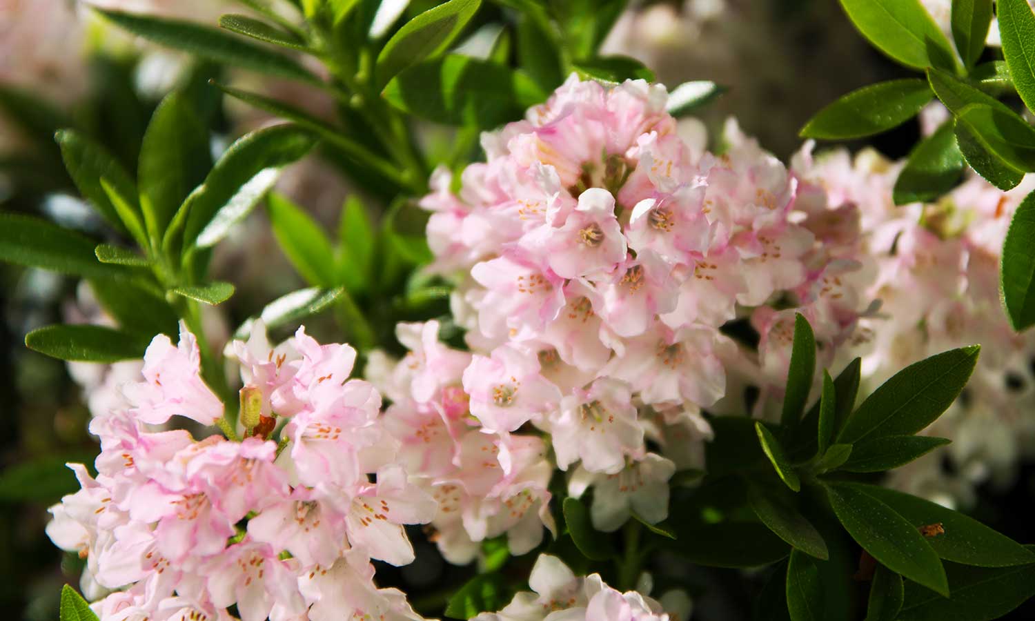 Rhododendron Bloombux Nuggets mit rosa Blüten
