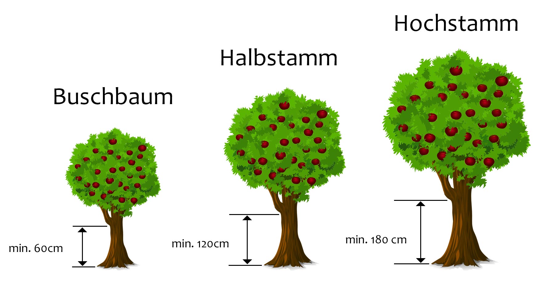 Grafik Hochstamm Halbstamm Buschbaum